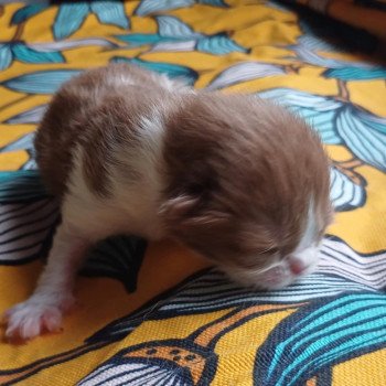 chaton Selkirk Rex Longhair cinnamon bicolor Chatterie du Duc de Lorraine chaton Selkirk Rex Longhair cinnamon bicolor Chatterie du Duc de Lorraine