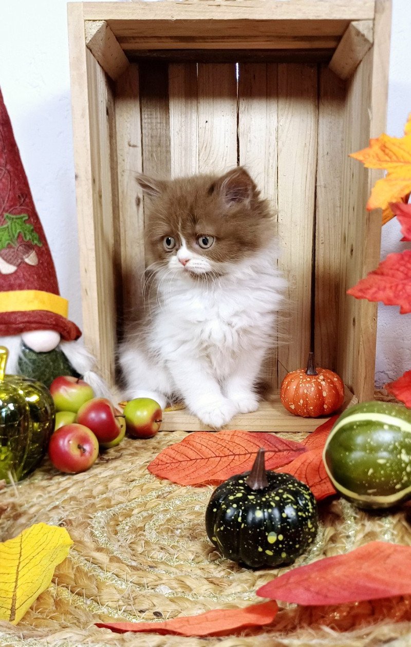 Arielle Du Duc de Lorraine Femelle Selkirk Straight Longhair