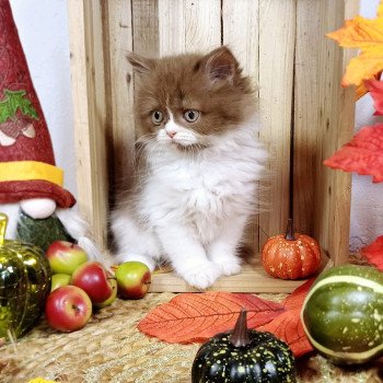 chaton Scottish Straight cinnamon bicolor Arielle Du Duc de Lorraine Chatterie du Duc de Lorraine