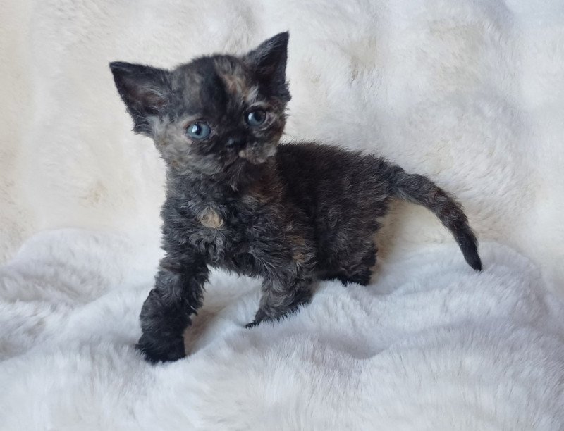 Anasthasie Femelle Selkirk Rex