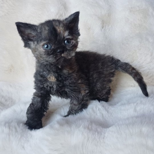 chaton Selkirk Rex black tortie Chatterie du Duc de Lorraine
