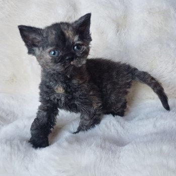 chaton Selkirk Rex black tortie Chatterie du Duc de Lorraine