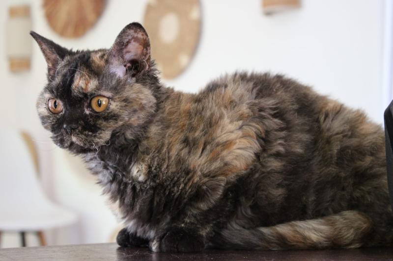 Anasthasie Femelle Selkirk Rex