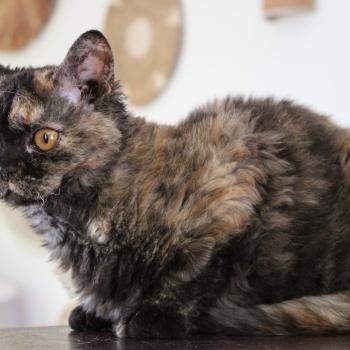 chaton Selkirk Rex black tortie Anasthasie Chatterie du Duc de Lorraine