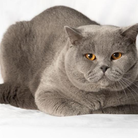 Umber Love Du Domaine de Phyr Mâle British Shorthair