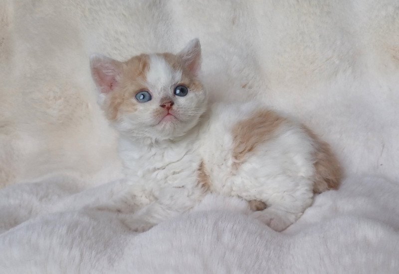 Agnant Mâle Selkirk Rex