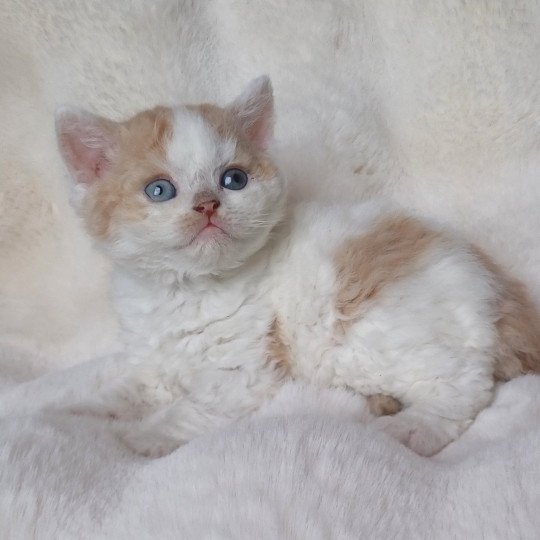 chaton Selkirk Rex red bicolor Agnant Chatterie du Duc de Lorraine