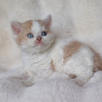 chaton Selkirk Rex red bicolor Agnant Chatterie du Duc de Lorraine