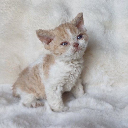 chaton Selkirk Rex red bicolor Aliénor Chatterie du Duc de Lorraine