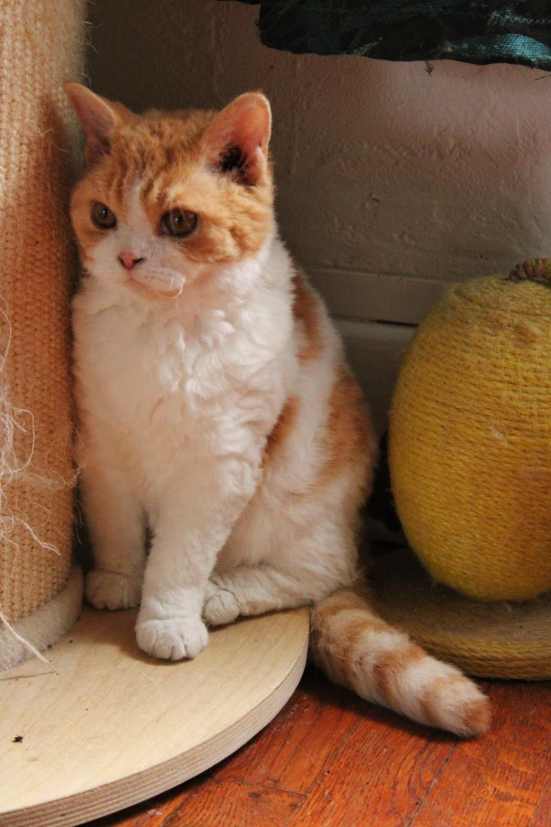 Aliénor Femelle Selkirk Rex