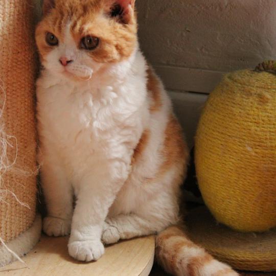 Aliénor Femelle Selkirk Rex