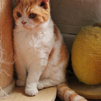 chaton Selkirk Rex red bicolor Aliénor Chatterie du Duc de Lorraine