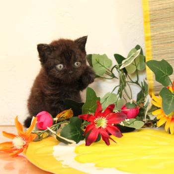 chaton Selkirk Rex black Basile Du Duc de Lorraine Chatterie du Duc de Lorraine
