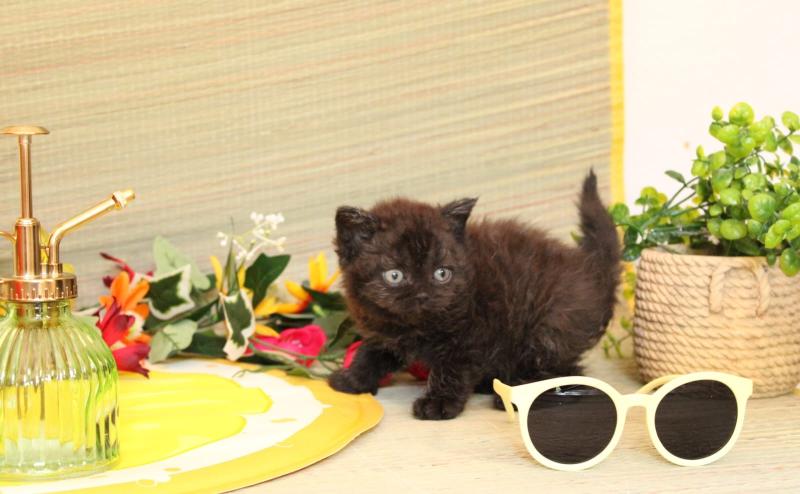 Blanche du Duc de Lorraine Femelle Selkirk Rex
