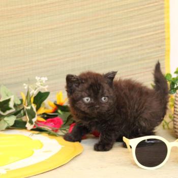 chaton Selkirk Rex black Blanche du Duc de Lorraine Chatterie du Duc de Lorraine