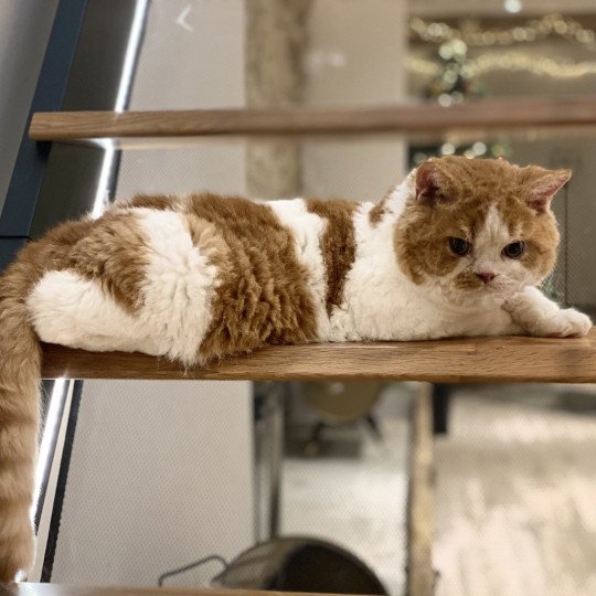 Floki Mâle Selkirk Rex