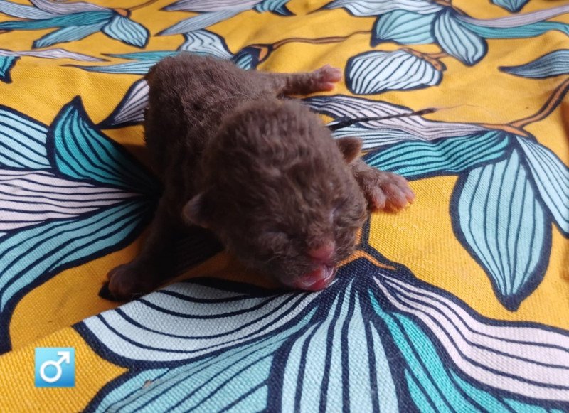 Achille Du Duc de Lorraine Mâle Selkirk Rex Longhair