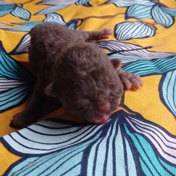 chaton Selkirk Rex Longhair chocolate Achille Du Duc de Lorraine Chatterie du Duc de Lorraine chaton Selkirk Rex Longhair chocolate Achille Du Duc de Lorraine Chatterie du Duc de Lorraine
