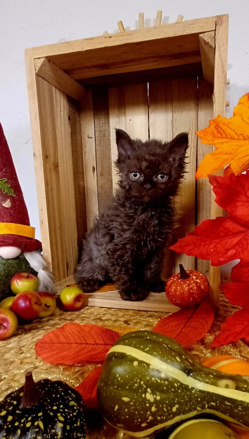 Achille Du Duc de Lorraine Mâle Selkirk Rex Longhair