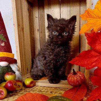chaton Selkirk Rex Longhair chocolate Achille Du Duc de Lorraine Chatterie du Duc de Lorraine