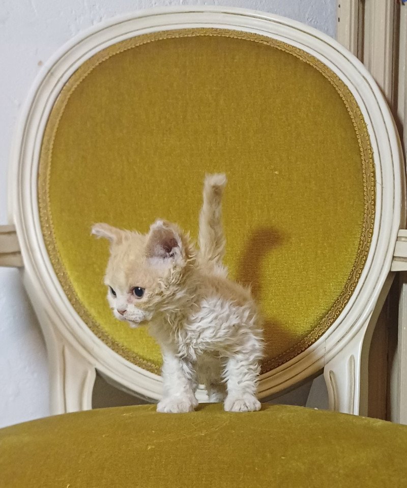 Adrienne Femelle Selkirk Rex Longhair