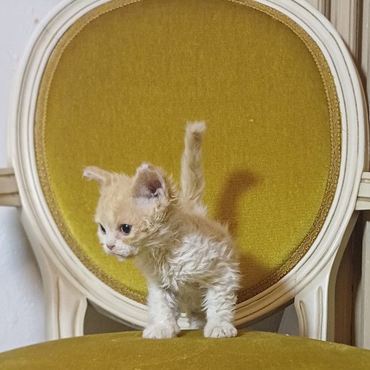 chaton Selkirk Rex Longhair red bicolor Adrienne Chatterie du Duc de Lorraine