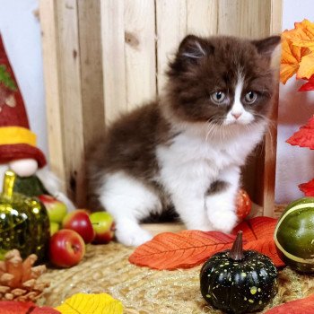 chaton Selkirk Straight Longhair chocolate bicolor Agathe Du Duc de Lorraine Chatterie du Duc de Lorraine