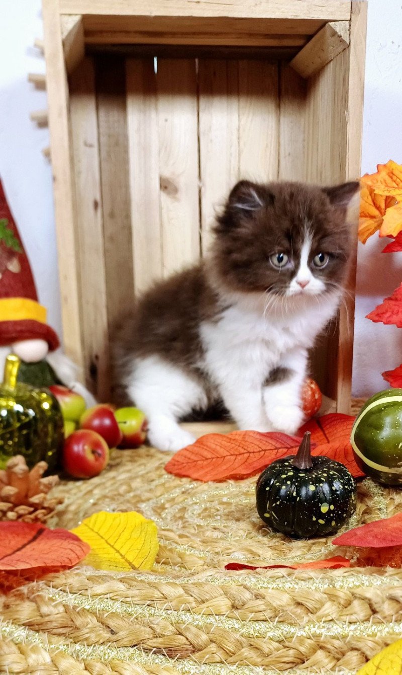 Agathe Du Duc de Lorraine Femelle Selkirk Straight Longhair