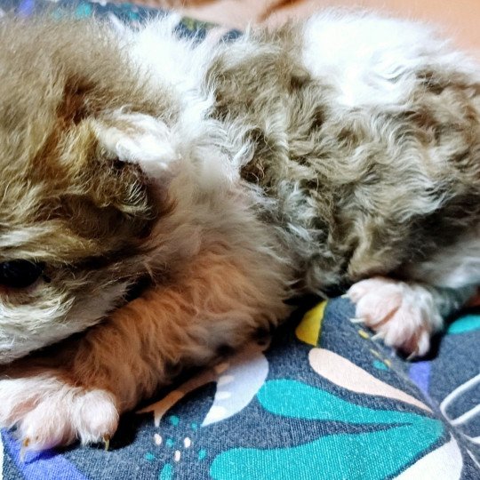 chaton Selkirk Rex Longhair chocolate mackerel tabby bicolor Aimée Chatterie du Duc de Lorraine