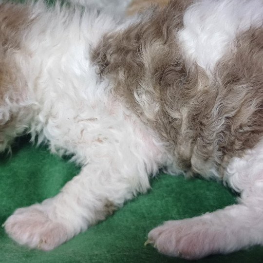chaton Selkirk Rex Longhair chocolate mackerel tabby bicolor Aimé Chatterie du Duc de Lorraine