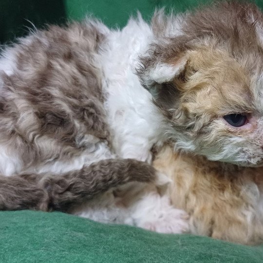 chaton Selkirk Rex Longhair chocolate mackerel tabby bicolor Aimé Chatterie du Duc de Lorraine
