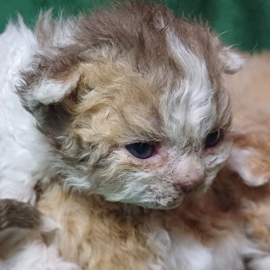 chaton Selkirk Rex Longhair chocolate mackerel tabby bicolor Aimé Chatterie du Duc de Lorraine