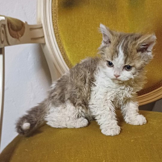 chaton Selkirk Rex Longhair chocolate mackerel tabby bicolor Aimé Chatterie du Duc de Lorraine