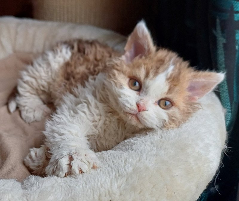 Aimé Mâle Selkirk Rex Longhair