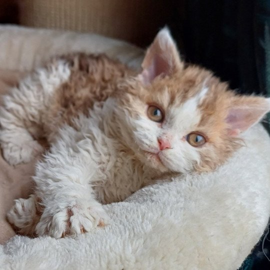 Aimé Mâle Selkirk Rex Longhair
