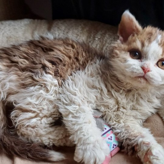 chaton Selkirk Rex Longhair chocolate mackerel tabby bicolor Aimé Chatterie du Duc de Lorraine
