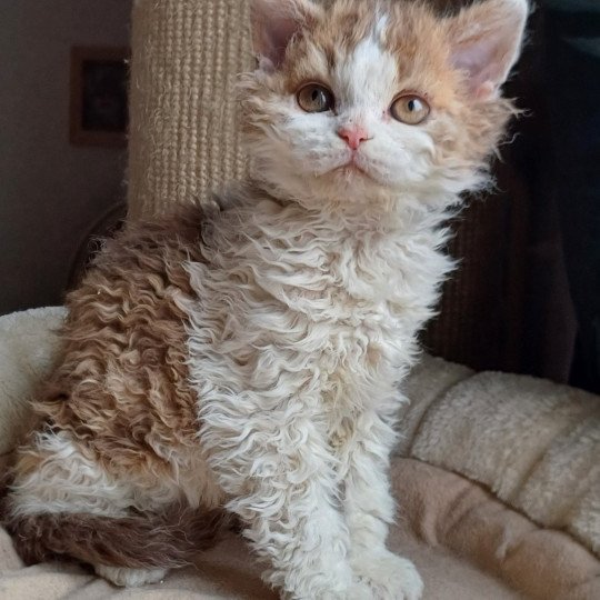 chaton Selkirk Rex Longhair chocolate mackerel tabby bicolor Aimé Chatterie du Duc de Lorraine