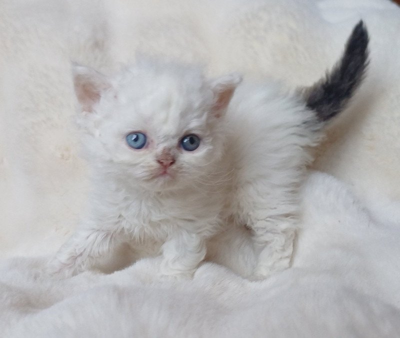 Albert Mâle Selkirk Rex Longhair