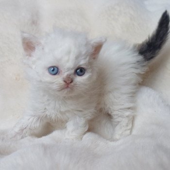 chaton Selkirk Rex Longhair black & blanc van Albert Chatterie du Duc de Lorraine