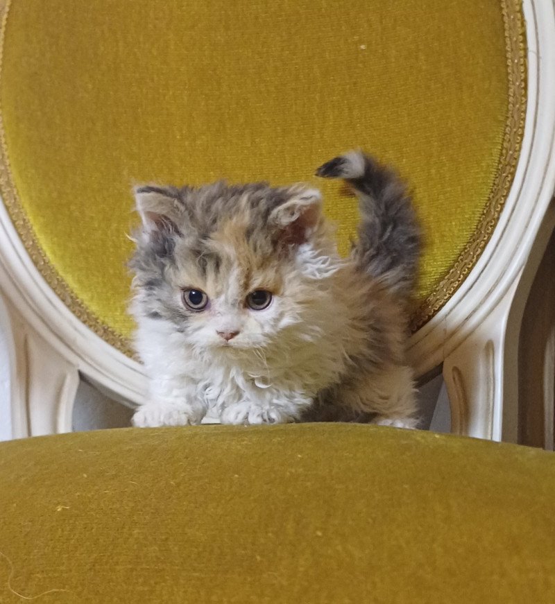 Albertine Femelle Selkirk Rex Longhair