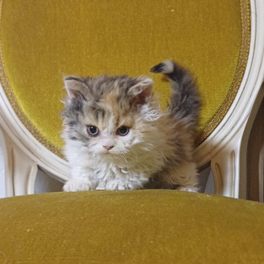 Albertine Femelle Selkirk Rex Longhair
