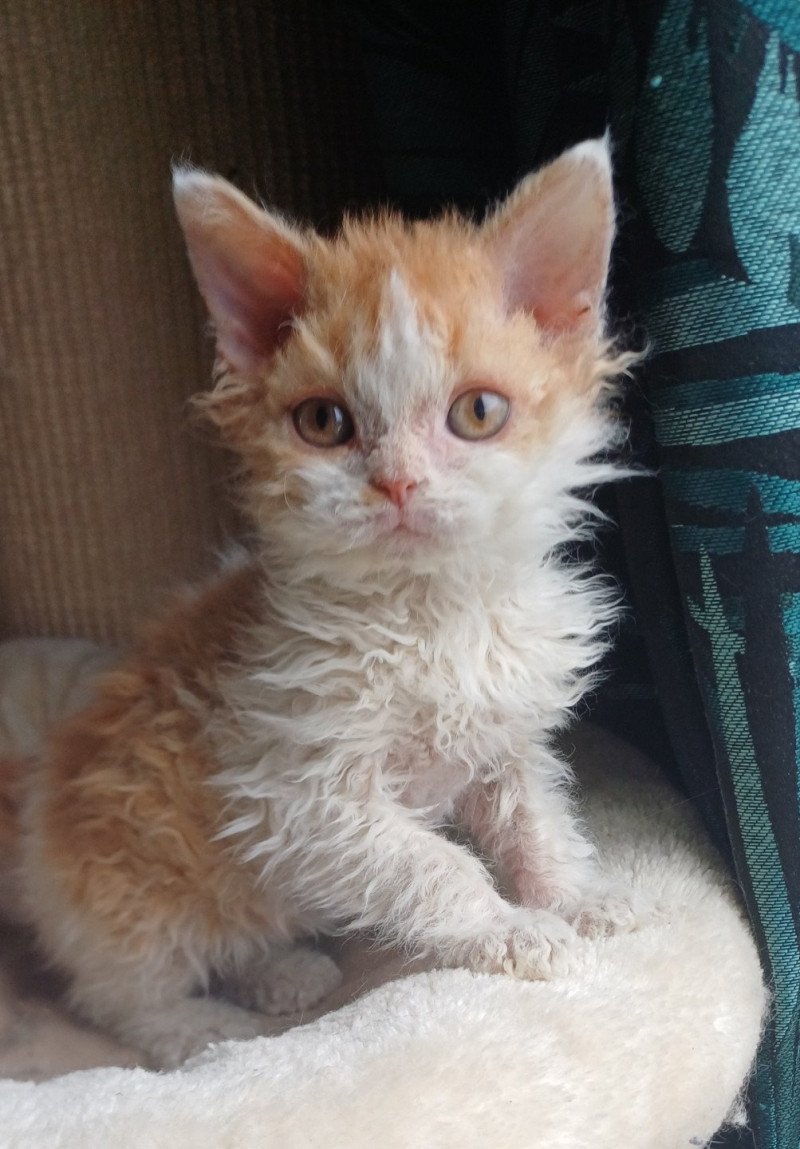 Alfred Mâle Selkirk Rex Longhair