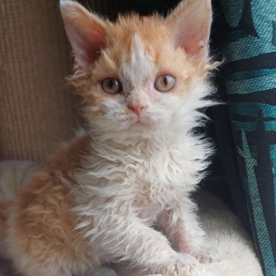 Alfred Mâle Selkirk Rex Longhair