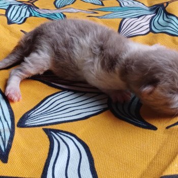 chaton Selkirk Straight Longhair lilac bicolor Alix du Duc de Lorraine Chatterie du Duc de Lorraine chaton Selkirk Straight Longhair lilac bicolor Alix du Duc de Lorraine Chatterie du Duc de Lorraine