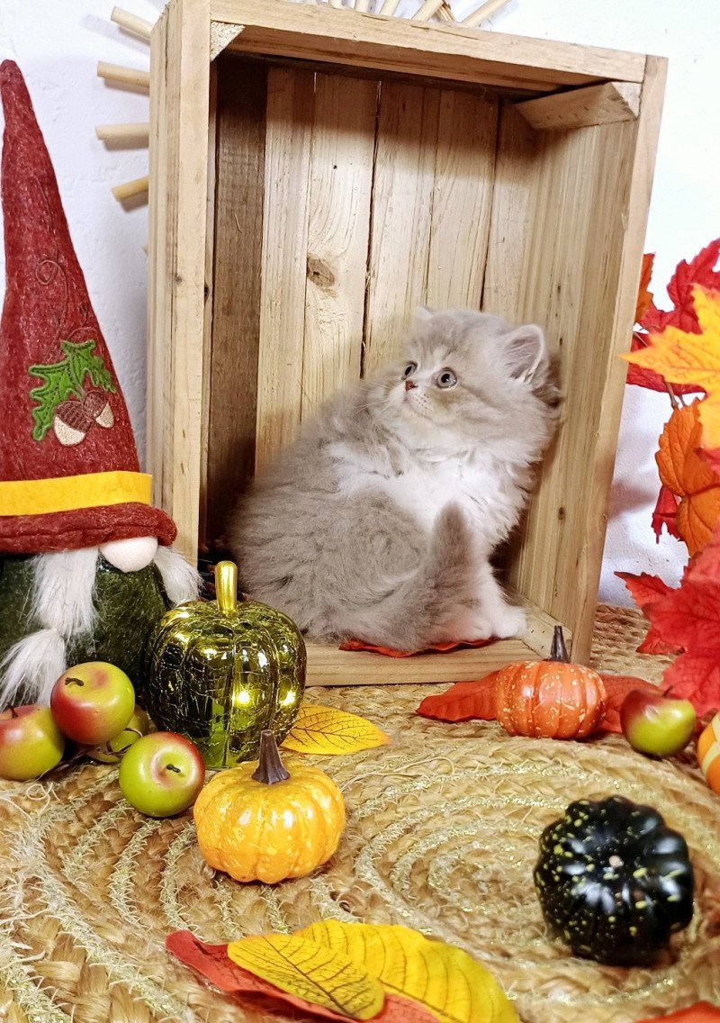 Alix du Duc de Lorraine Femelle Selkirk Straight Longhair