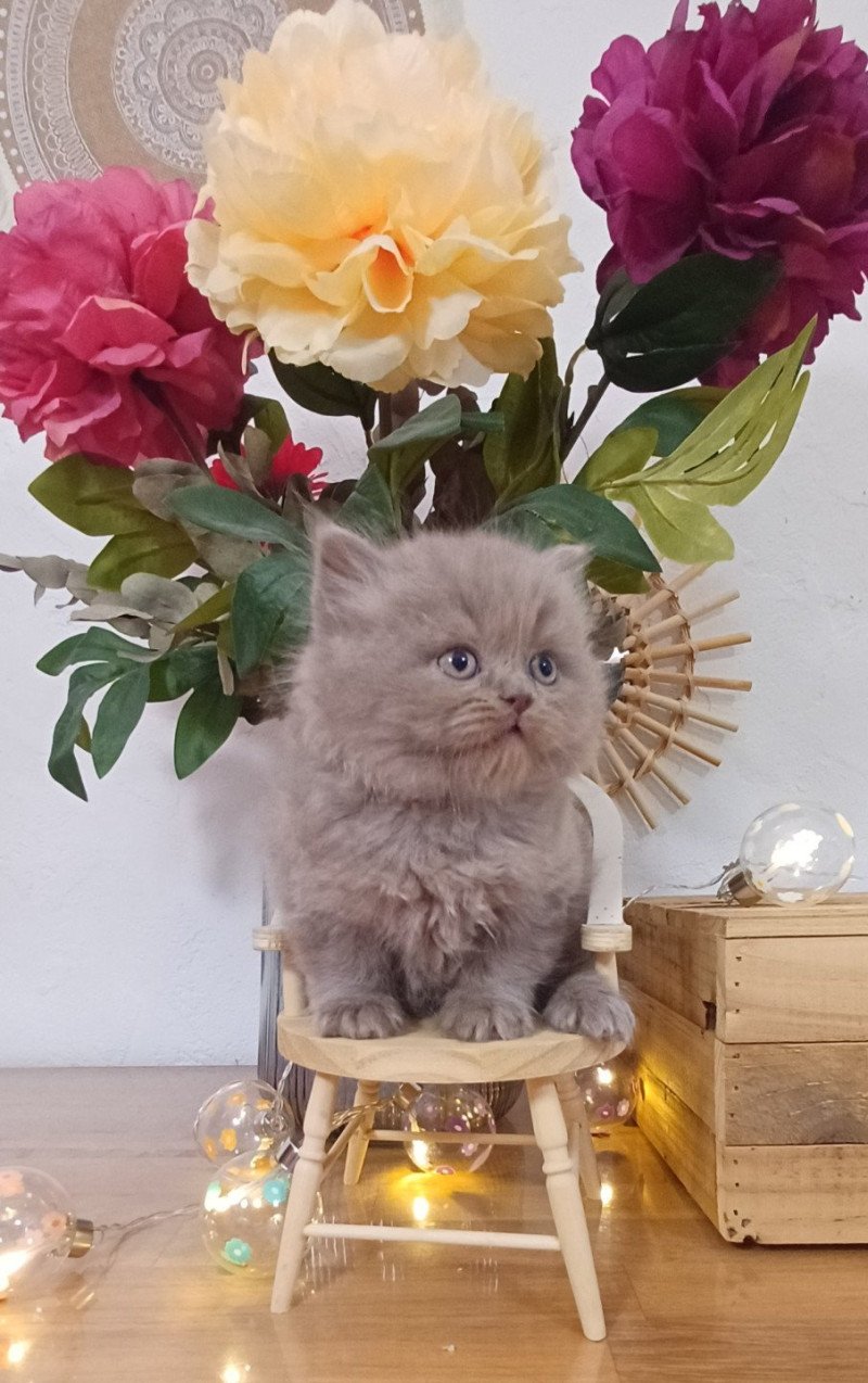 Anatole du Duc de Lorraine (straight) Mâle Selkirk Rex Longhair