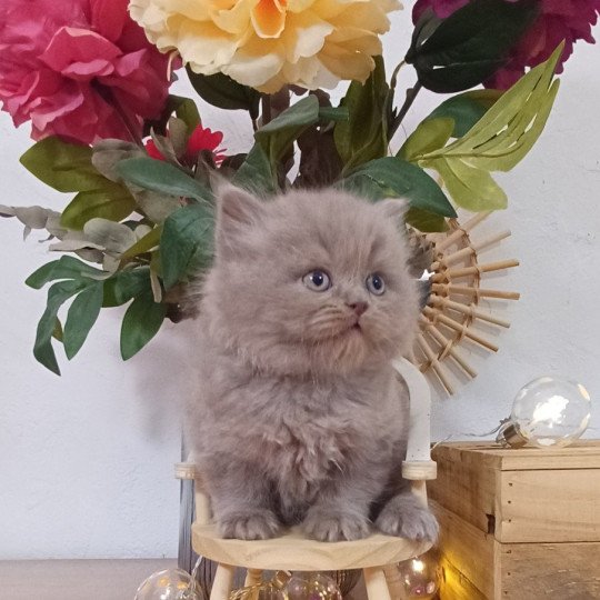Anatole du Duc de Lorraine (straight) Mâle Selkirk Rex Longhair