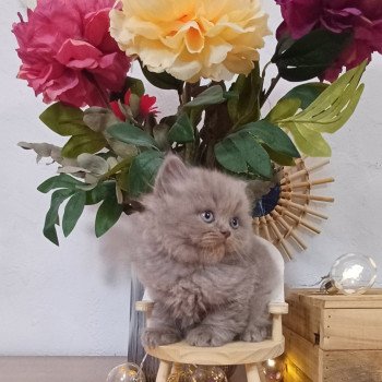 chaton Selkirk Rex Longhair lilac Anatole du Duc de Lorraine (straight) Chatterie du Duc de Lorraine chaton Selkirk Rex Longhair lilac Anatole du Duc de Lorraine (straight) Chatterie du Duc de Lorraine