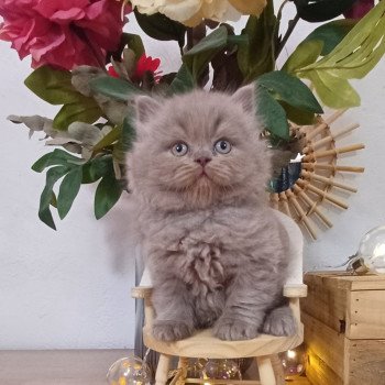chaton Selkirk Rex Longhair lilac Anatole du Duc de Lorraine (straight) Chatterie du Duc de Lorraine chaton Selkirk Rex Longhair lilac Anatole du Duc de Lorraine (straight) Chatterie du Duc de Lorraine