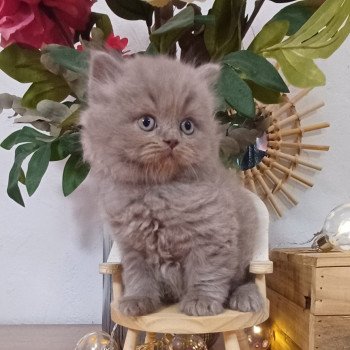 chaton Selkirk Rex Longhair lilac Anatole du Duc de Lorraine (straight) Chatterie du Duc de Lorraine chaton Selkirk Rex Longhair lilac Anatole du Duc de Lorraine (straight) Chatterie du Duc de Lorraine